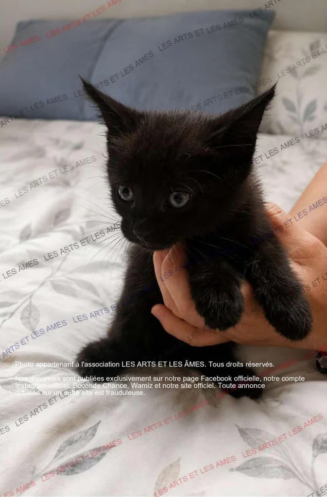 RINGO, male puppy Mixed Breed for adoption at Les Arts et les Âmes