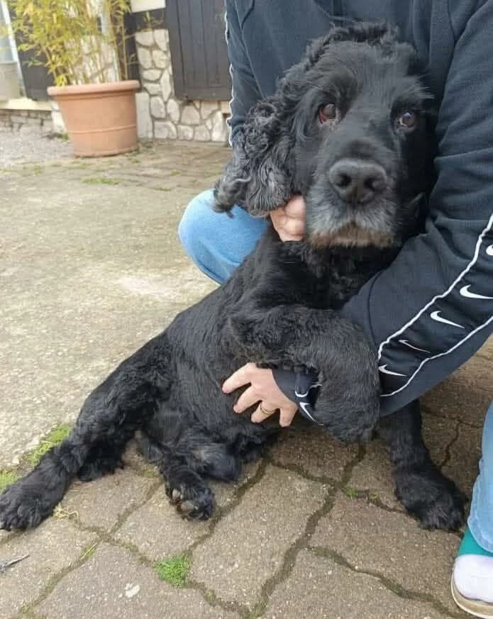 NOUGAT, male senior Mixed Breed for adoption at Les Arts et les Âmes
