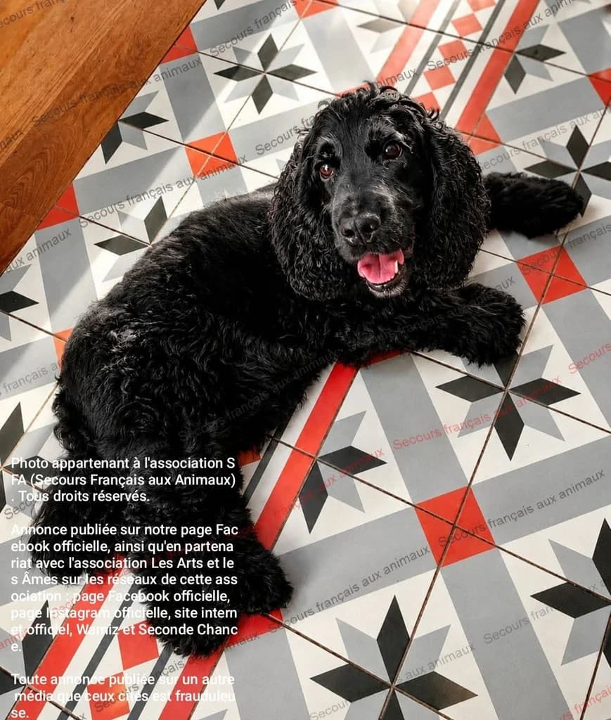 NOUGAT, senior Mixed Breed for adoption at Les Arts et les Âmes