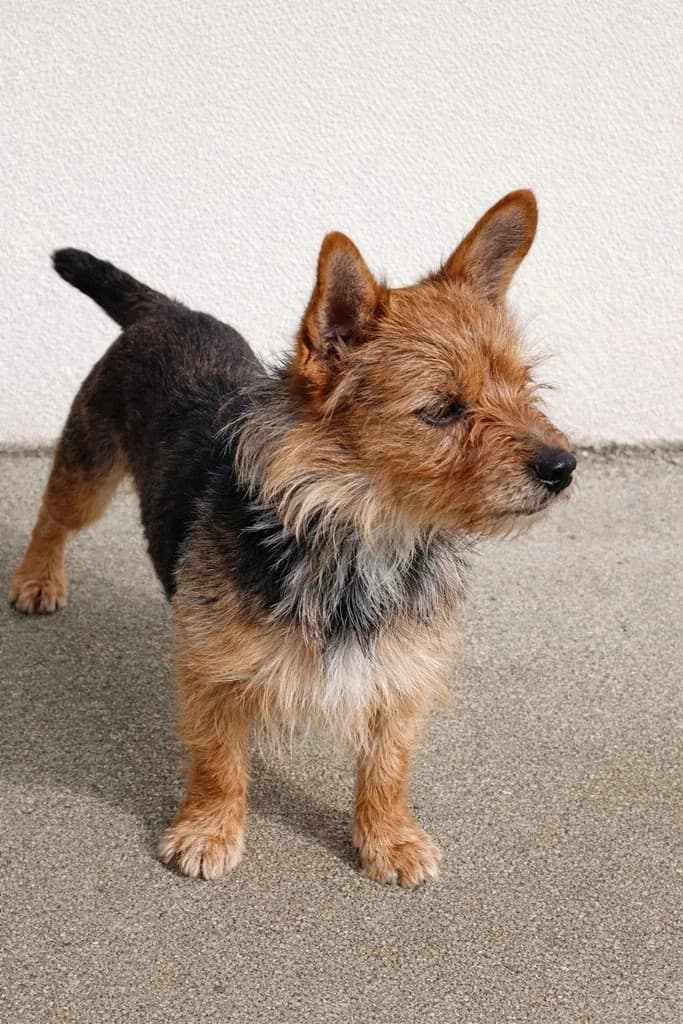TIMY, noire et fauve Pelage : court Stérilisé male 3yo Mixed Breed for adoption at Les Arts et les Âmes