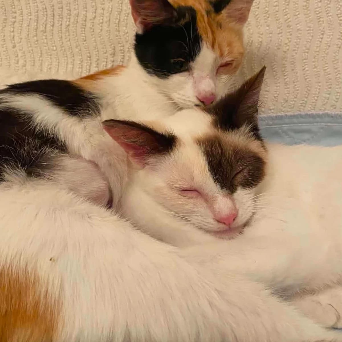 Abellule et Abeille, female young Mixed Breed for adoption at Les Chat, les cat pattes