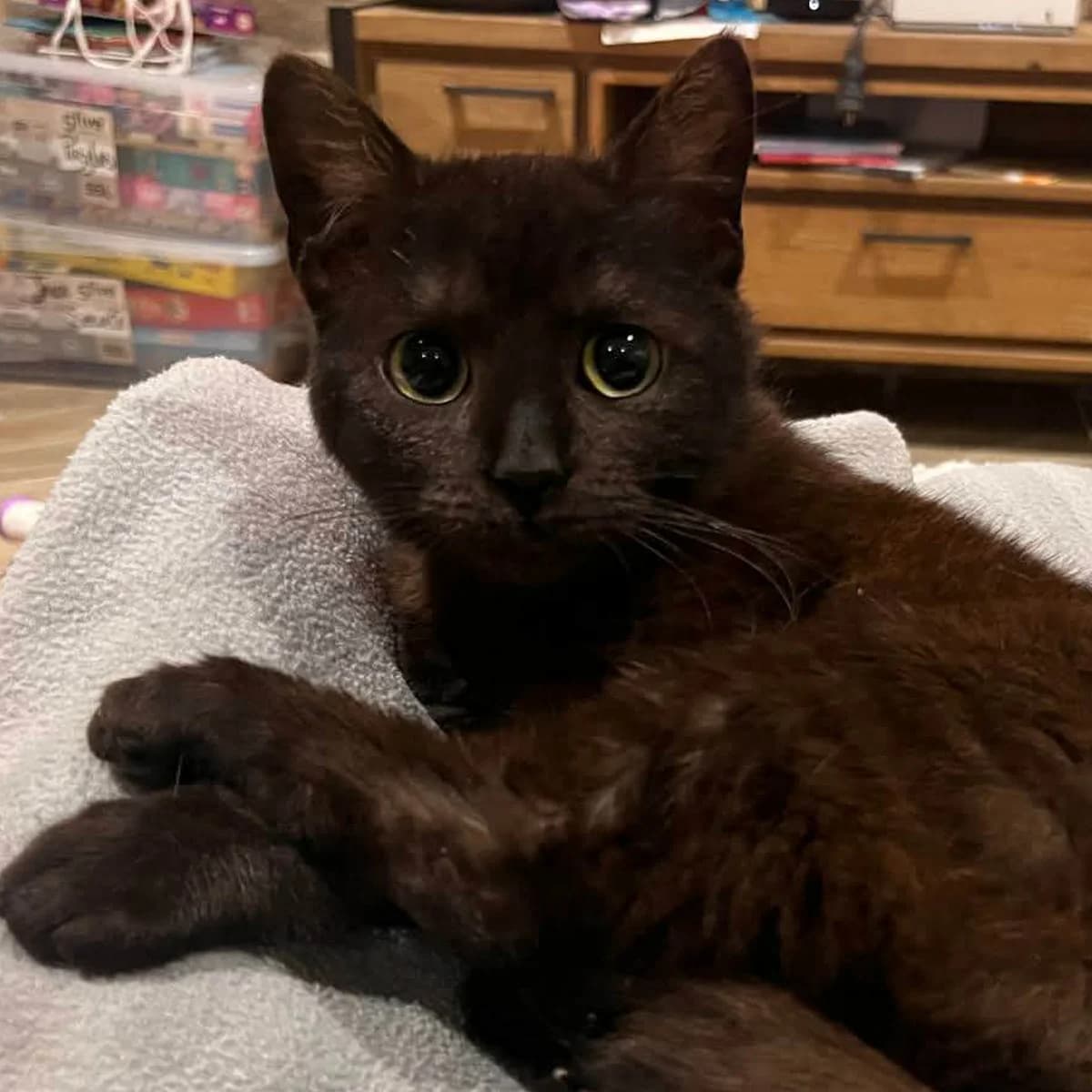 Alpaga, female young Mixed Breed for adoption at Les Chat, les cat pattes
