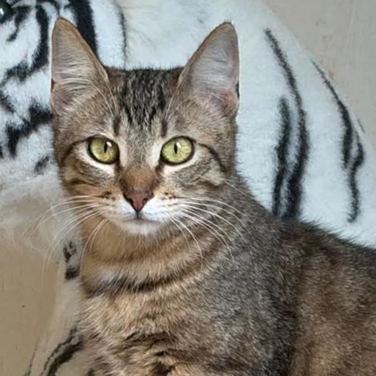 Aube, female young Mixed Breed for adoption at Les Chat, les cat pattes