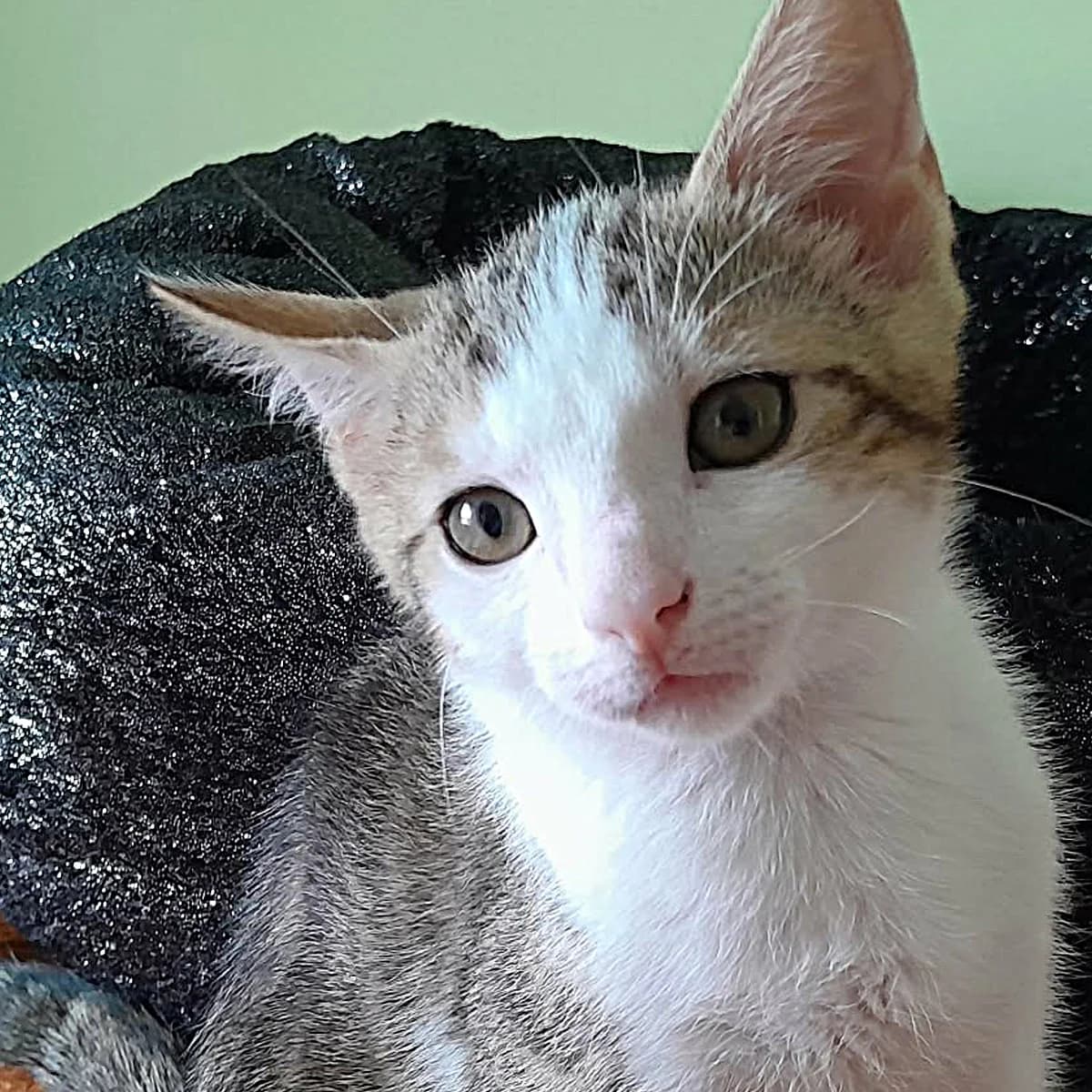 Balthazar, male puppy Mixed Breed for adoption at Les Chat, les cat pattes