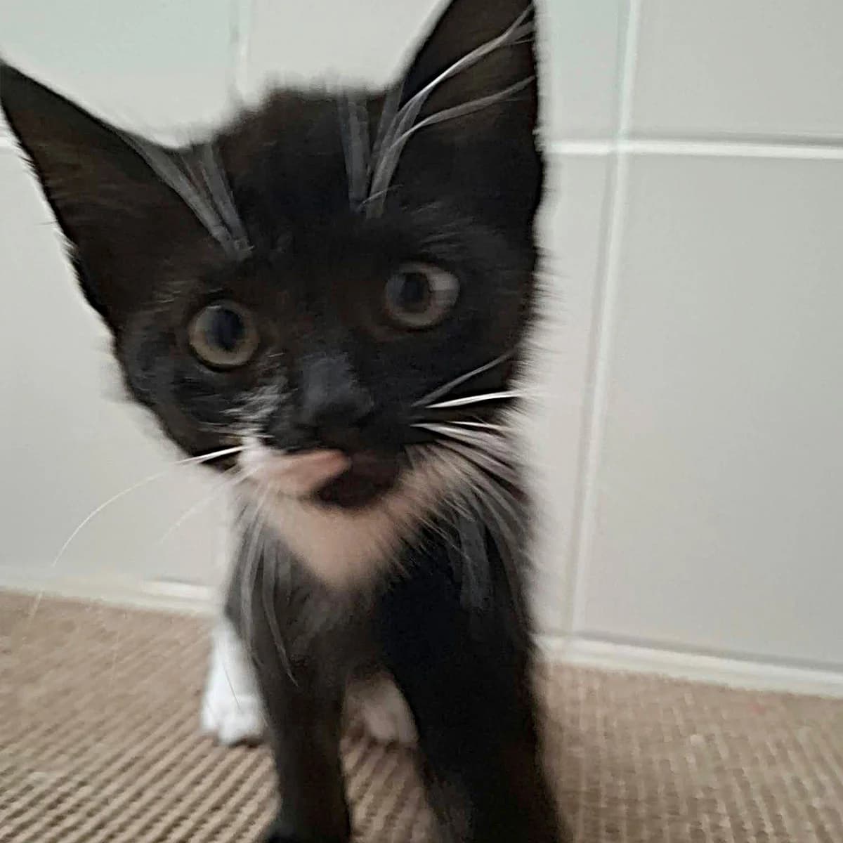 Bambou, male Mixed Breed for adoption at Les Chat, les cat pattes