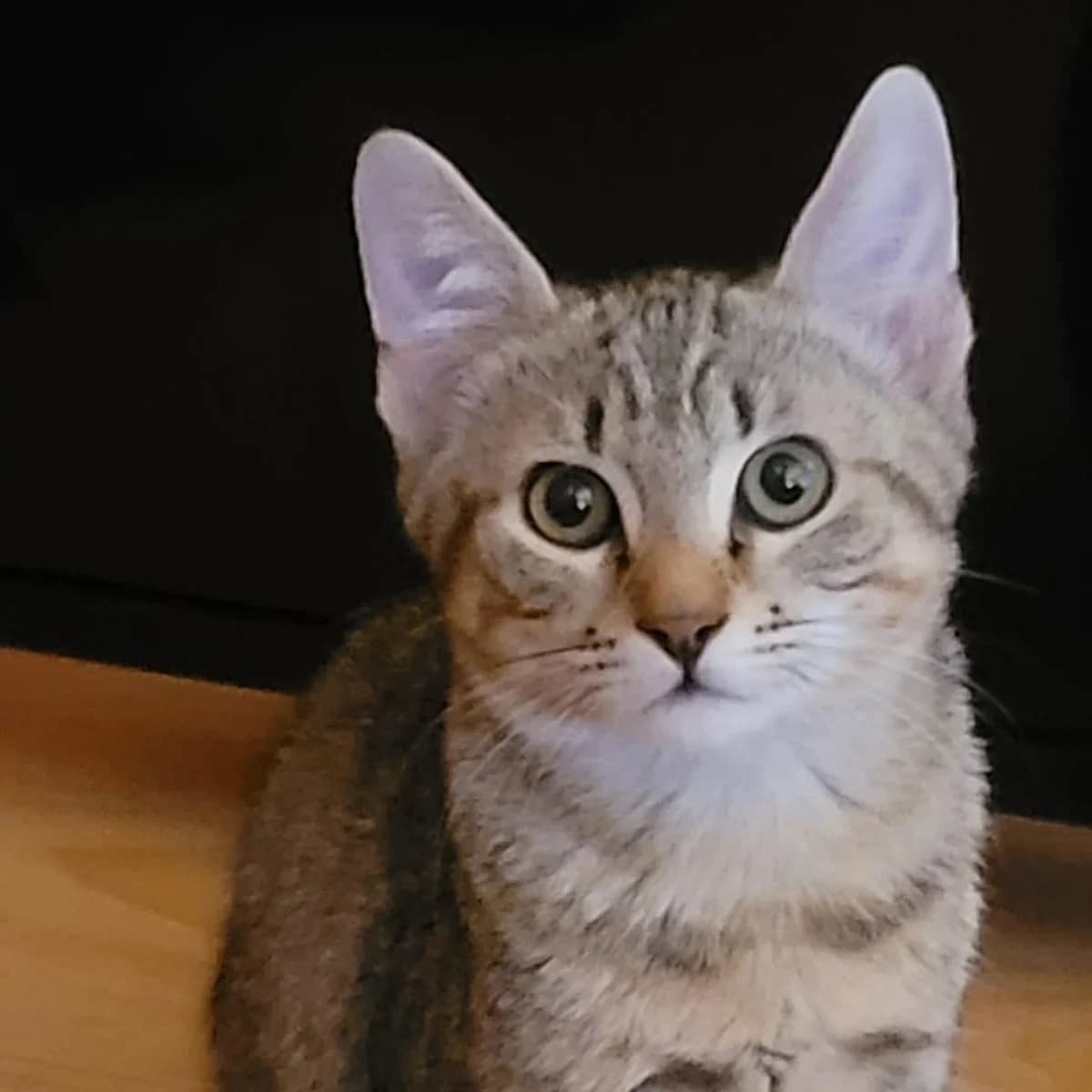Bandit, male puppy Mixed Breed for adoption at Les Chat, les cat pattes