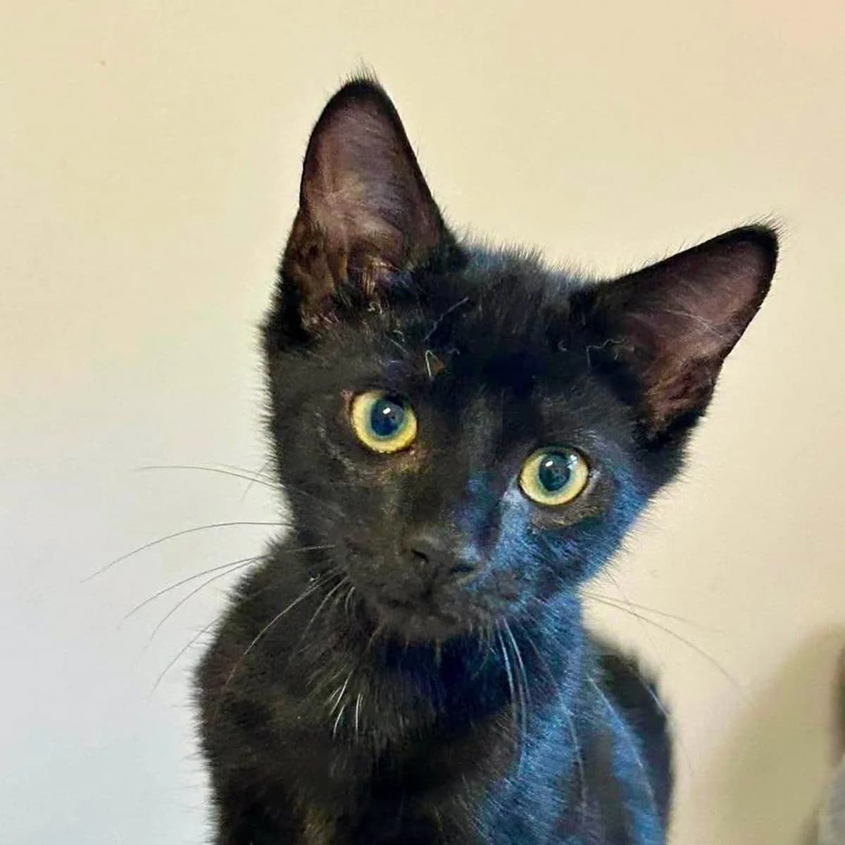 BARBOUILLE, male Mixed Breed for adoption at Les Chat, les cat pattes