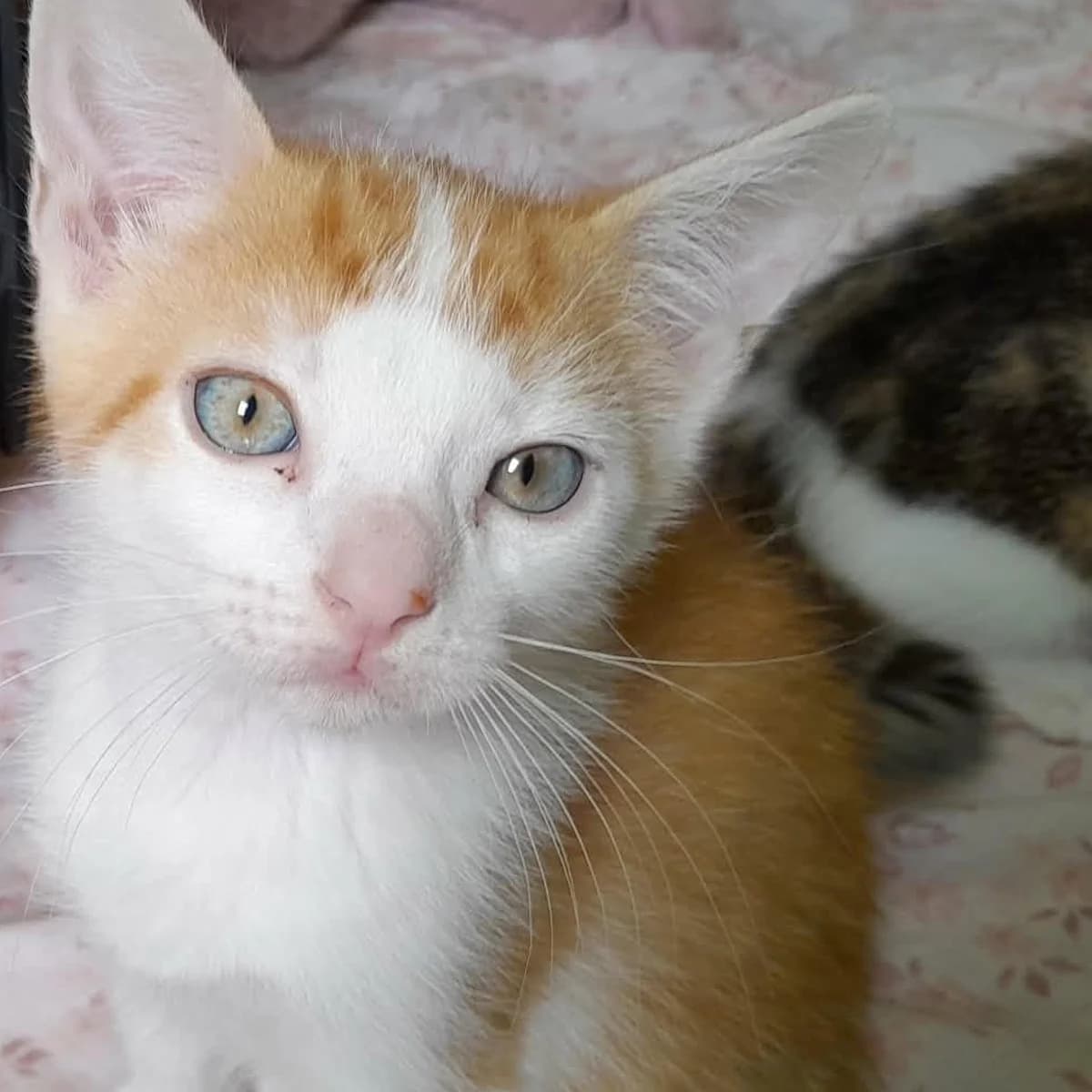 Barracuda, male puppy Mixed Breed for adoption at Les Chat, les cat pattes