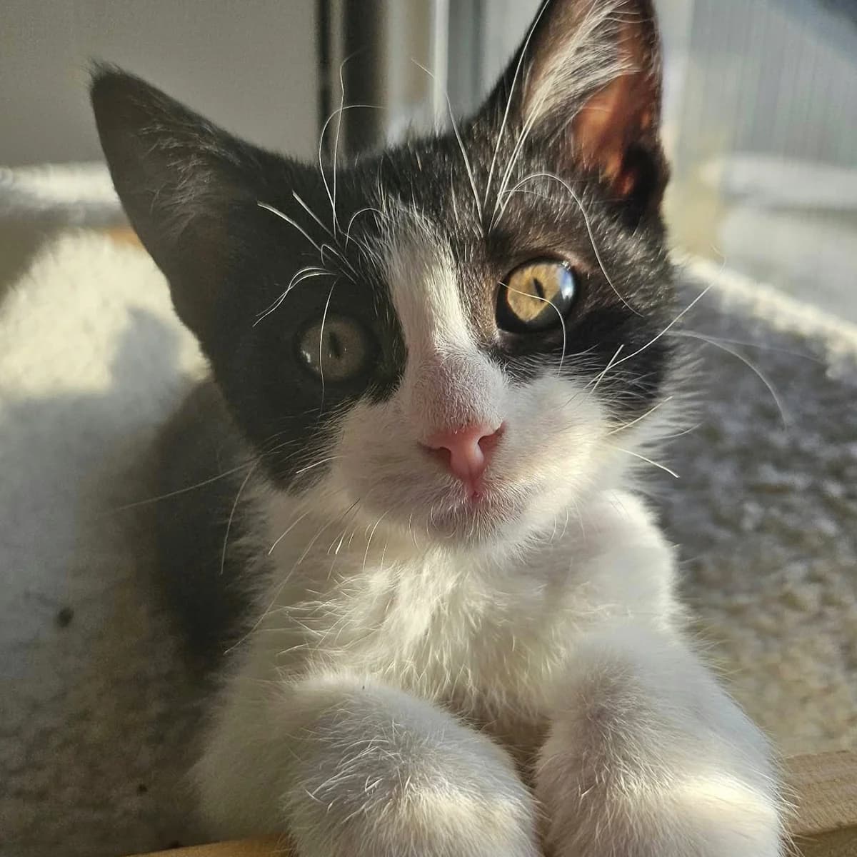 Basile, male puppy Mixed Breed for adoption at Les Chat, les cat pattes