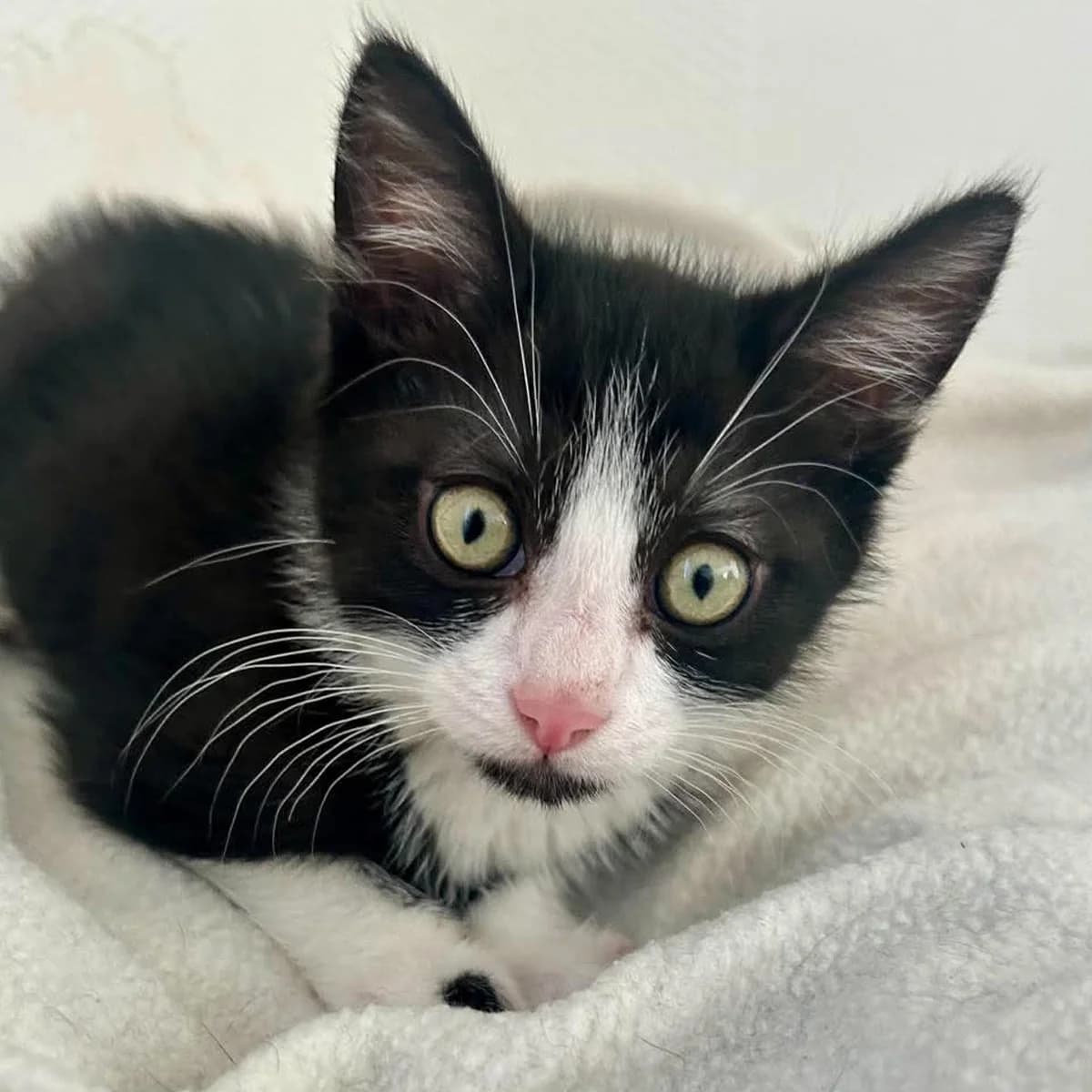 Bernic, male puppy Mixed Breed for adoption at Les Chat, les cat pattes