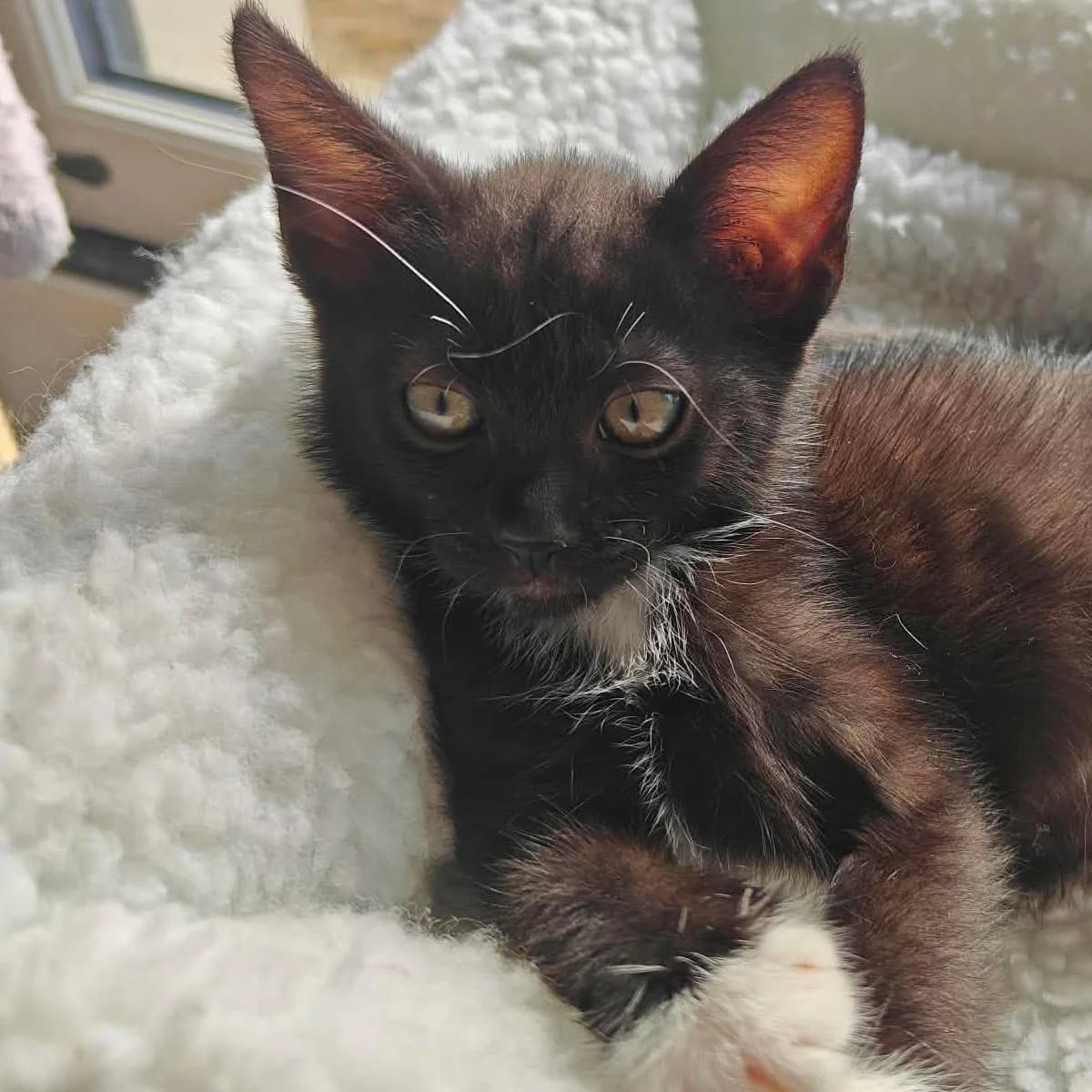 Bidule, female Mixed Breed for adoption at Les Chat, les cat pattes