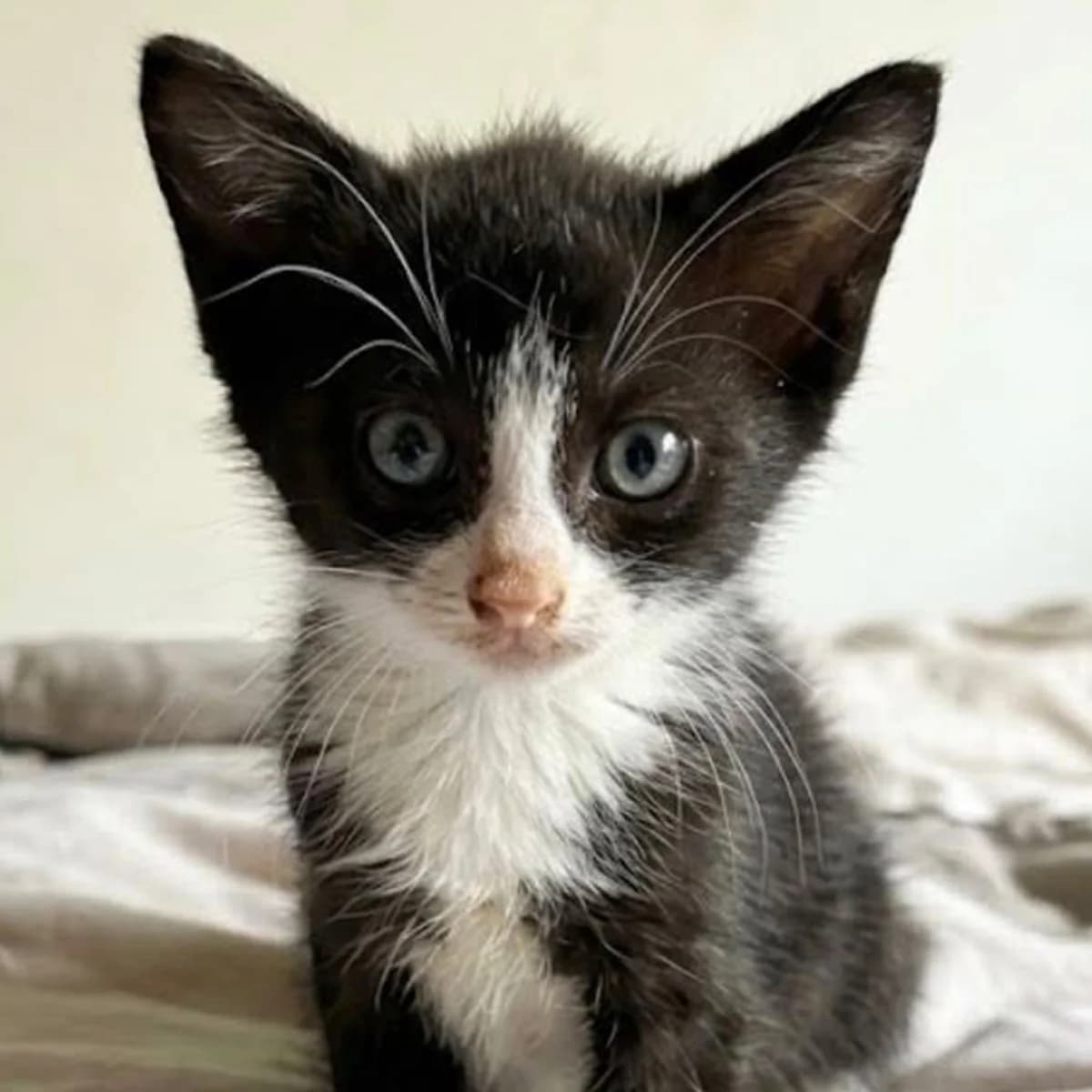 Bouchon, male puppy Mixed Breed for adoption at Les Chat, les cat pattes