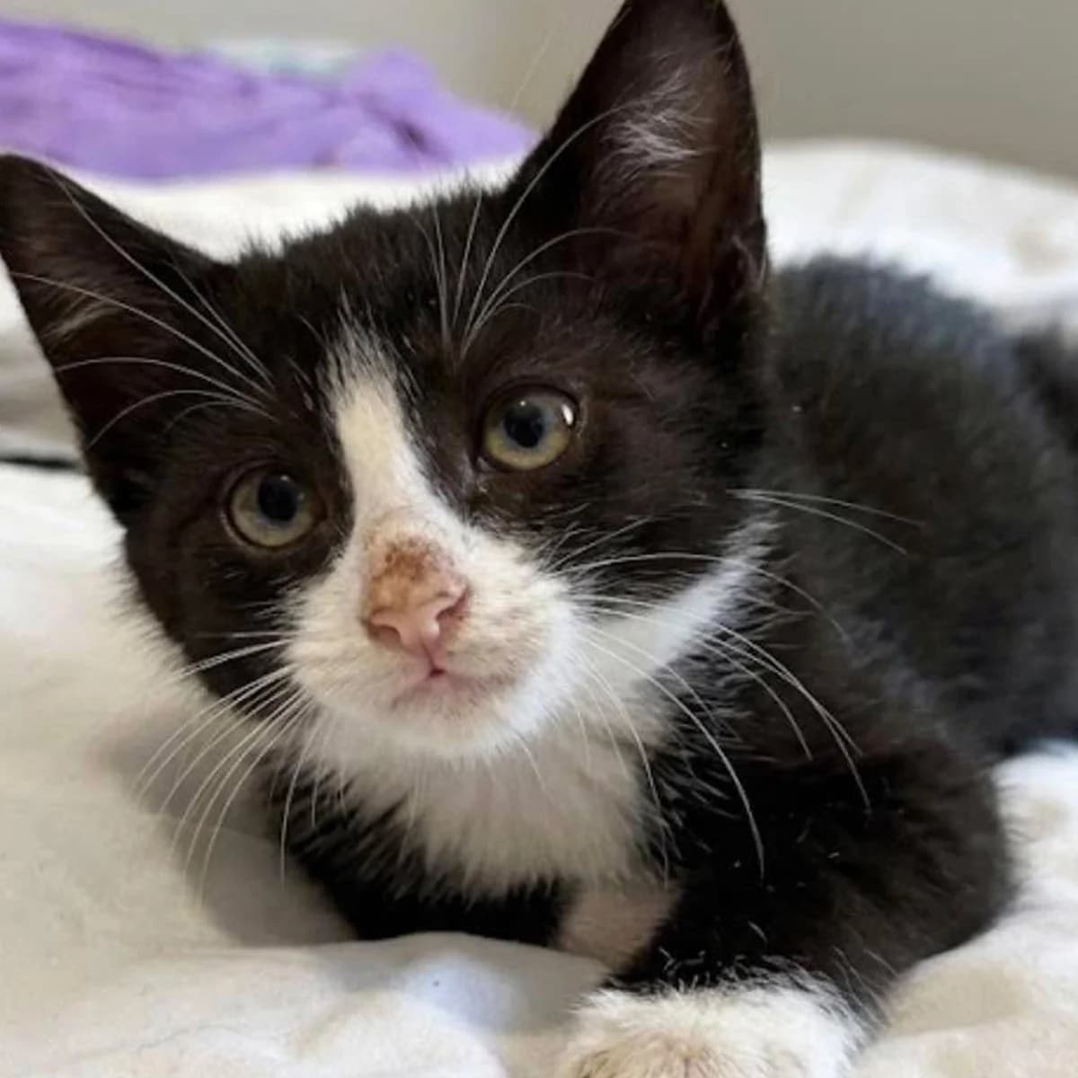 Bouchon, male puppy Mixed Breed for adoption at Les Chat, les cat pattes