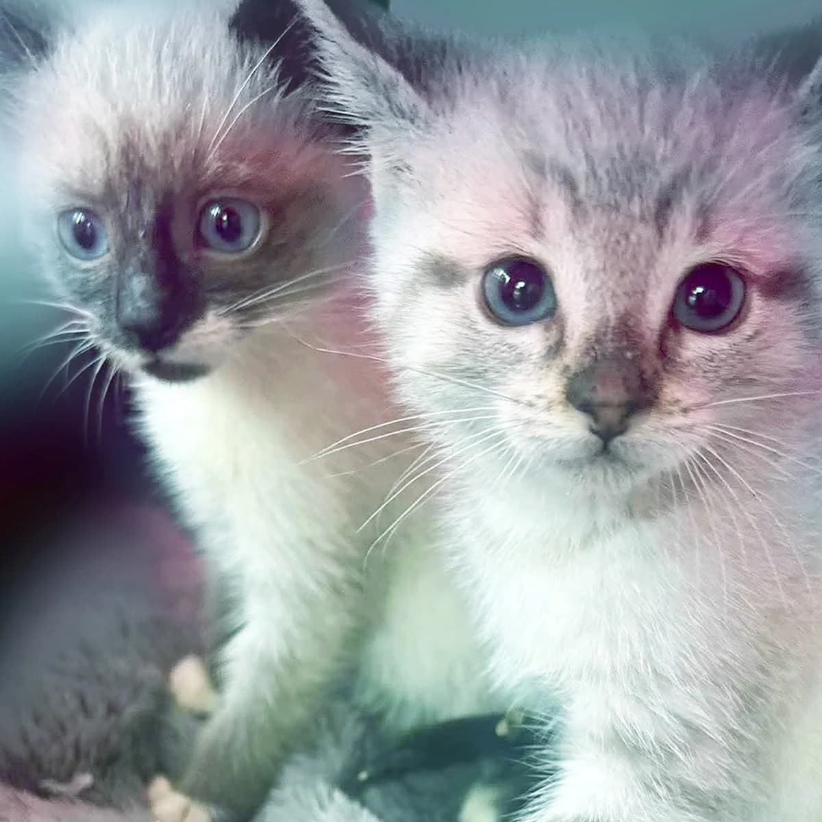 Boussole et Basile, female Mixed Breed for adoption at Les Chat, les cat pattes