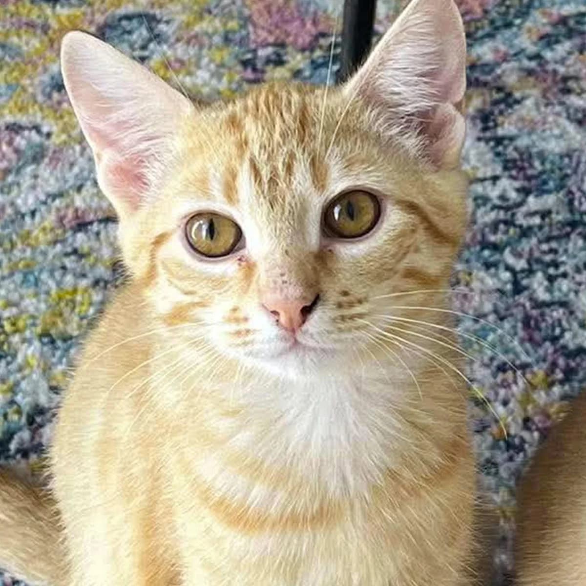 Brésil, male puppy Mixed Breed for adoption at Les Chat, les cat pattes