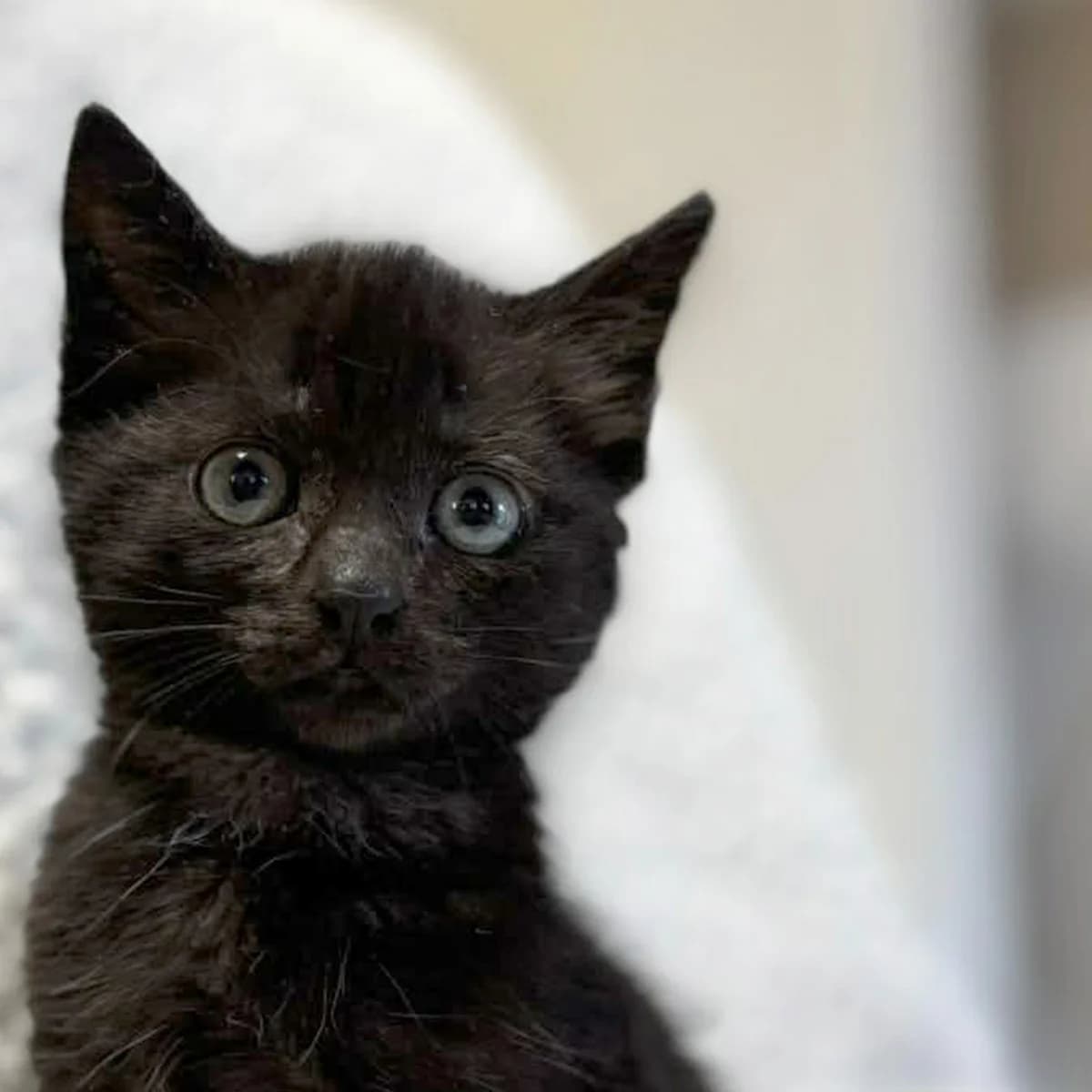 Brochette, female Mixed Breed for adoption at Les Chat, les cat pattes