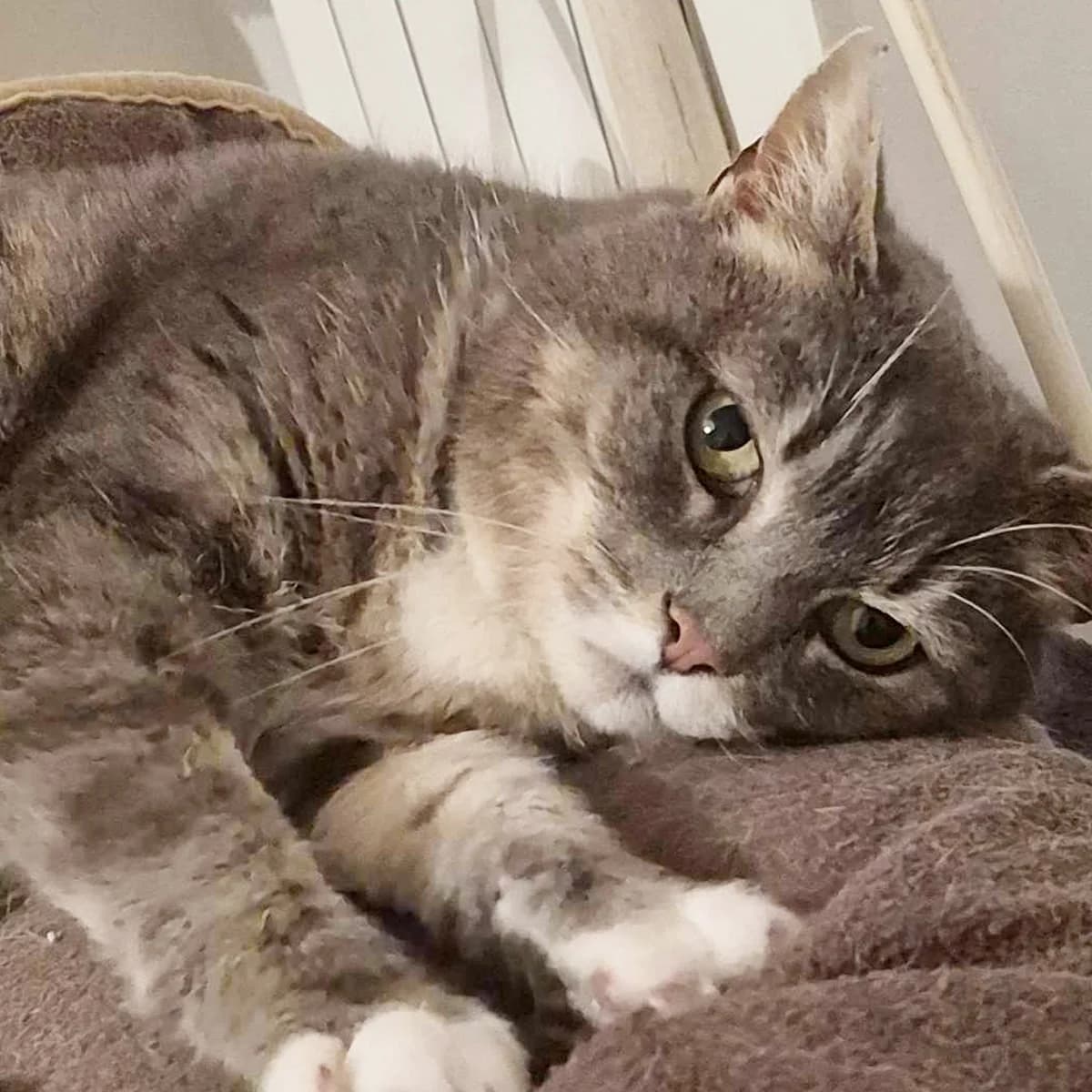Mikado, female senior Mixed Breed for adoption at Les Chat, les cat pattes