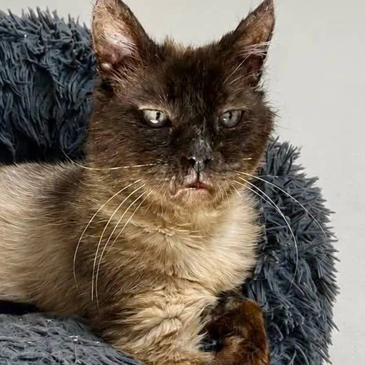 Milo, male 6yo Mixed Breed for adoption at Les Chat, les cat pattes