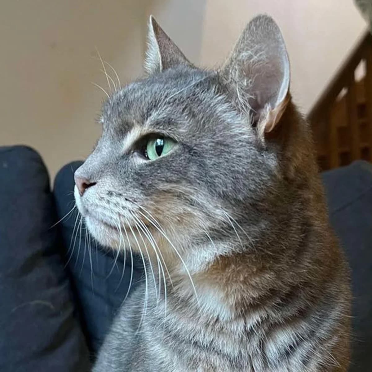 Moth, male 7yo Mixed Breed for adoption at Les Chat, les cat pattes