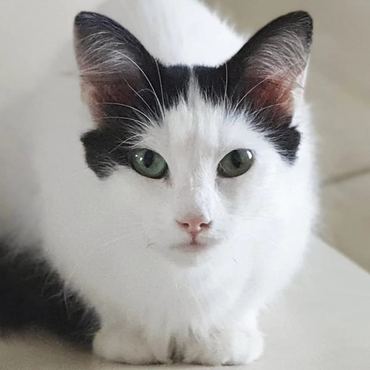 Swallow, female 3yo Mixed Breed for adoption at Les Chat, les cat pattes