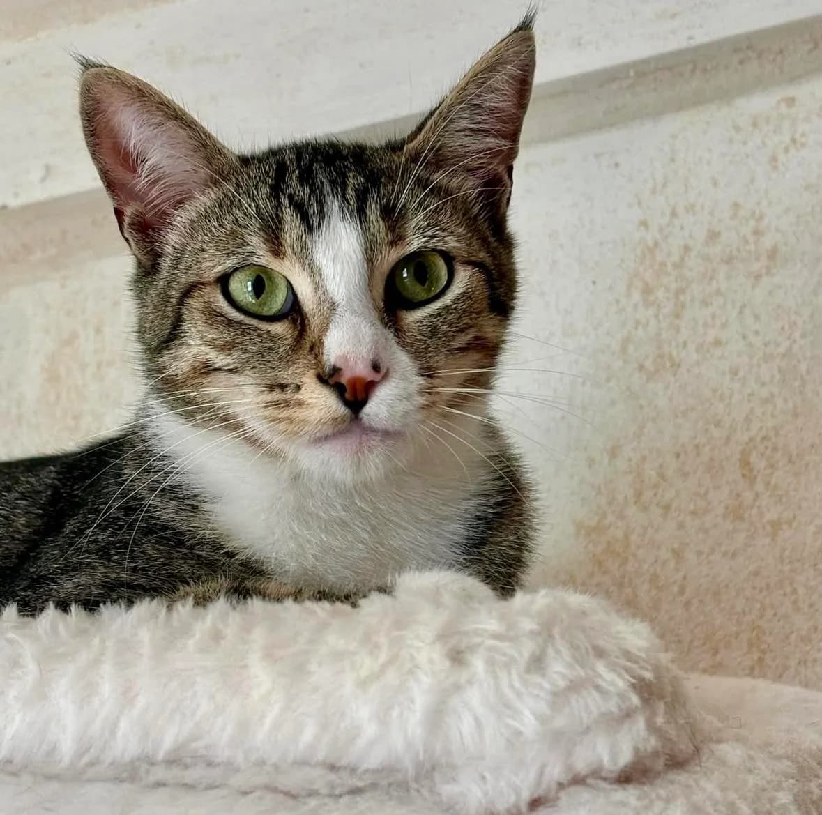 Viking dit PiouPiou, male 3yo Mixed Breed for adoption at Les Chat, les cat pattes
