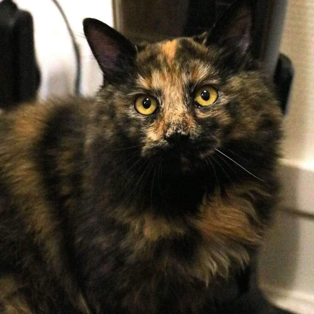 Shelly, Mixed Breed for adoption at Les Chachous de Chacha, les chachous de chacha