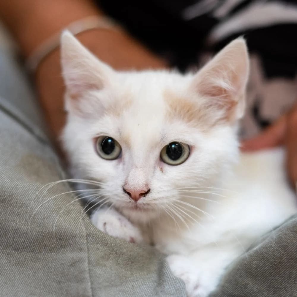 Albus, Mixed Breed for adoption at Les Chachous de Chacha, les chachous de chacha