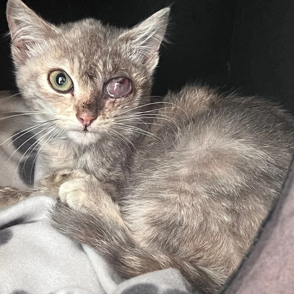 Alexstrasza, Mixed Breed for adoption at Les Chachous de Chacha, les chachous de chacha