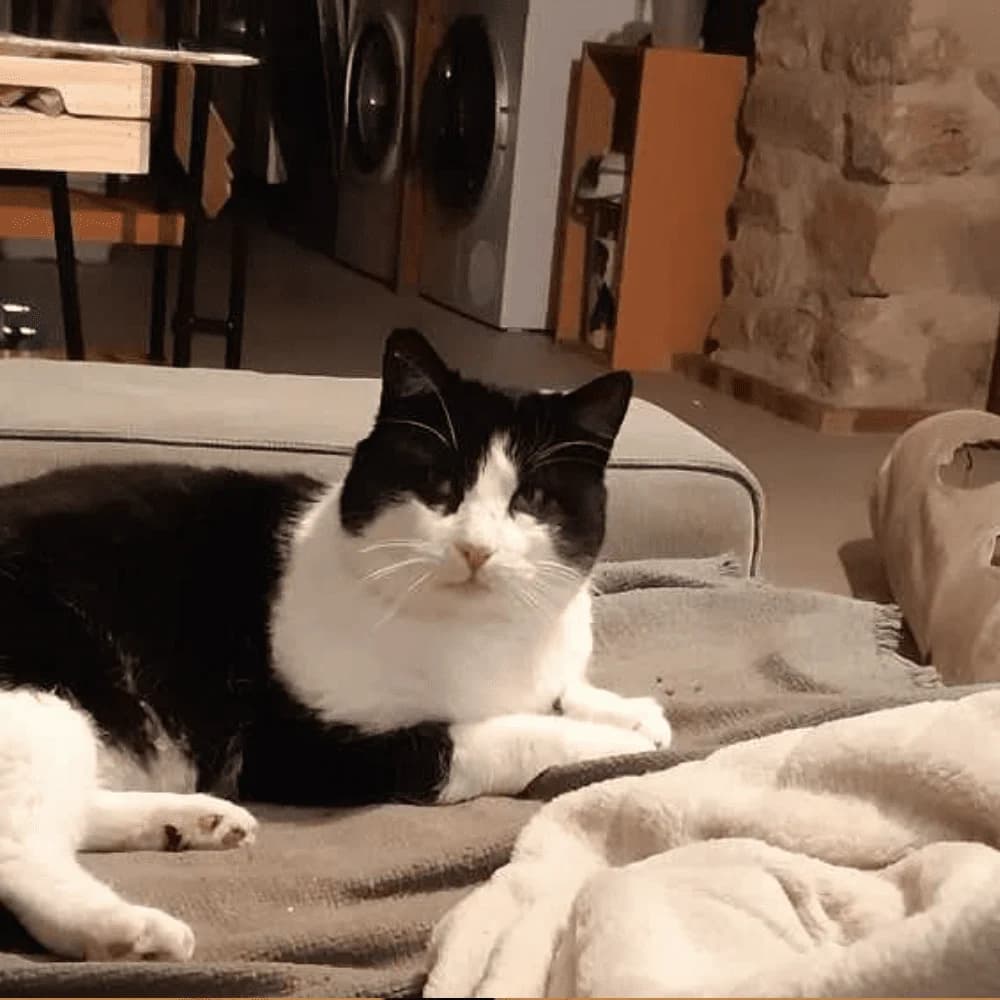 Alfred, Mixed Breed for adoption at Les Chachous de Chacha, les chachous de chacha