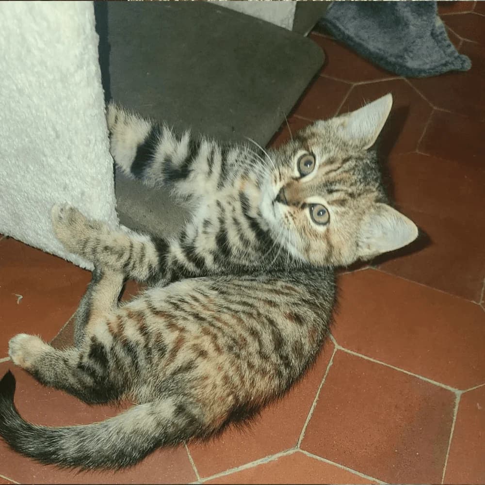 Aster, Mixed Breed for adoption at Les Chachous de Chacha, les chachous de chacha