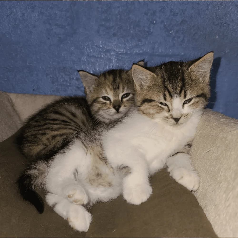 Skinny, Mixed Breed for adoption at Les Chachous de Chacha, les chachous de chacha