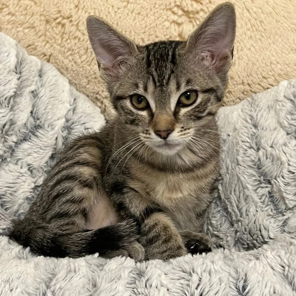 Azalée, Mixed Breed for adoption at Les Chachous de Chacha, les chachous de chacha