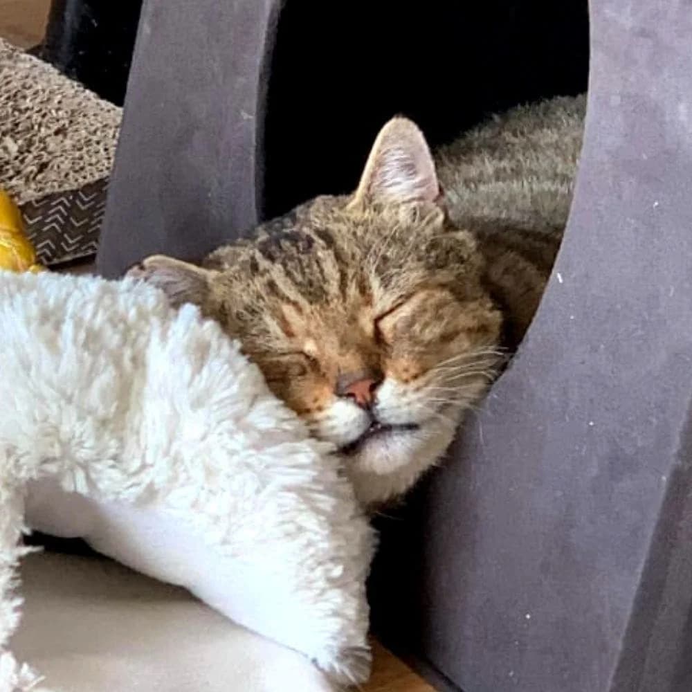 Badouche, Mixed Breed for adoption at Les Chachous de Chacha, les chachous de chacha