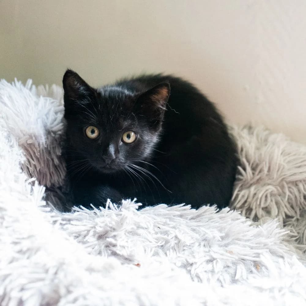 Baghera, Mixed Breed for adoption at Les Chachous de Chacha, les chachous de chacha