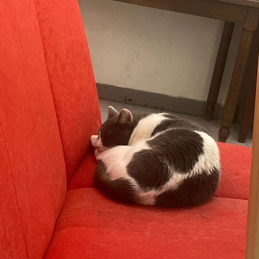 Barth, Mixed Breed for adoption at Les Chachous de Chacha, les chachous de chacha
