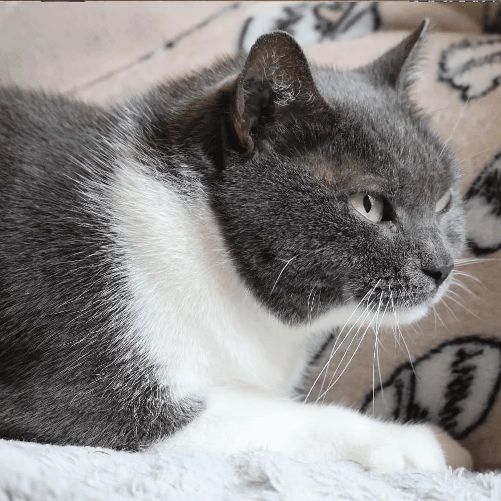 Belle, Mixed Breed for adoption at Les Chachous de Chacha, les chachous de chacha