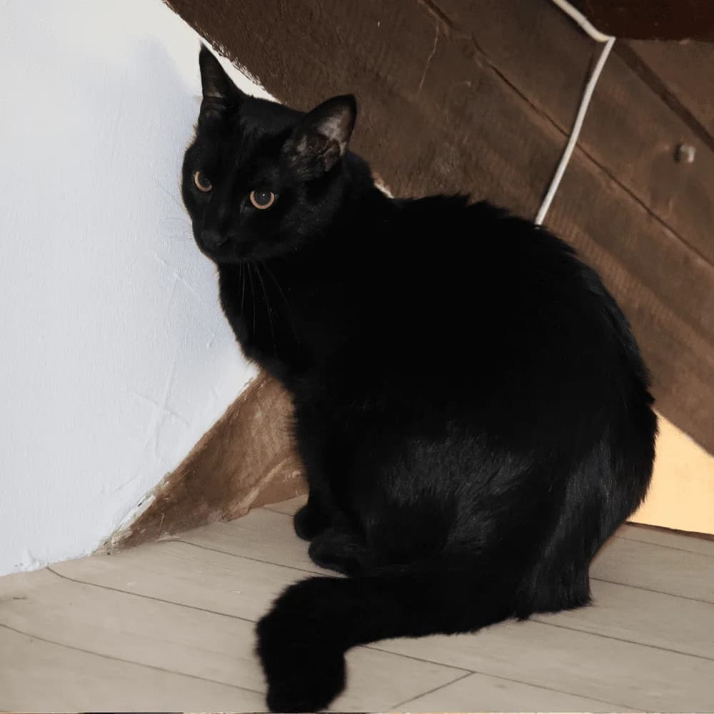 Bergen, Mixed Breed for adoption at Les Chachous de Chacha, les chachous de chacha