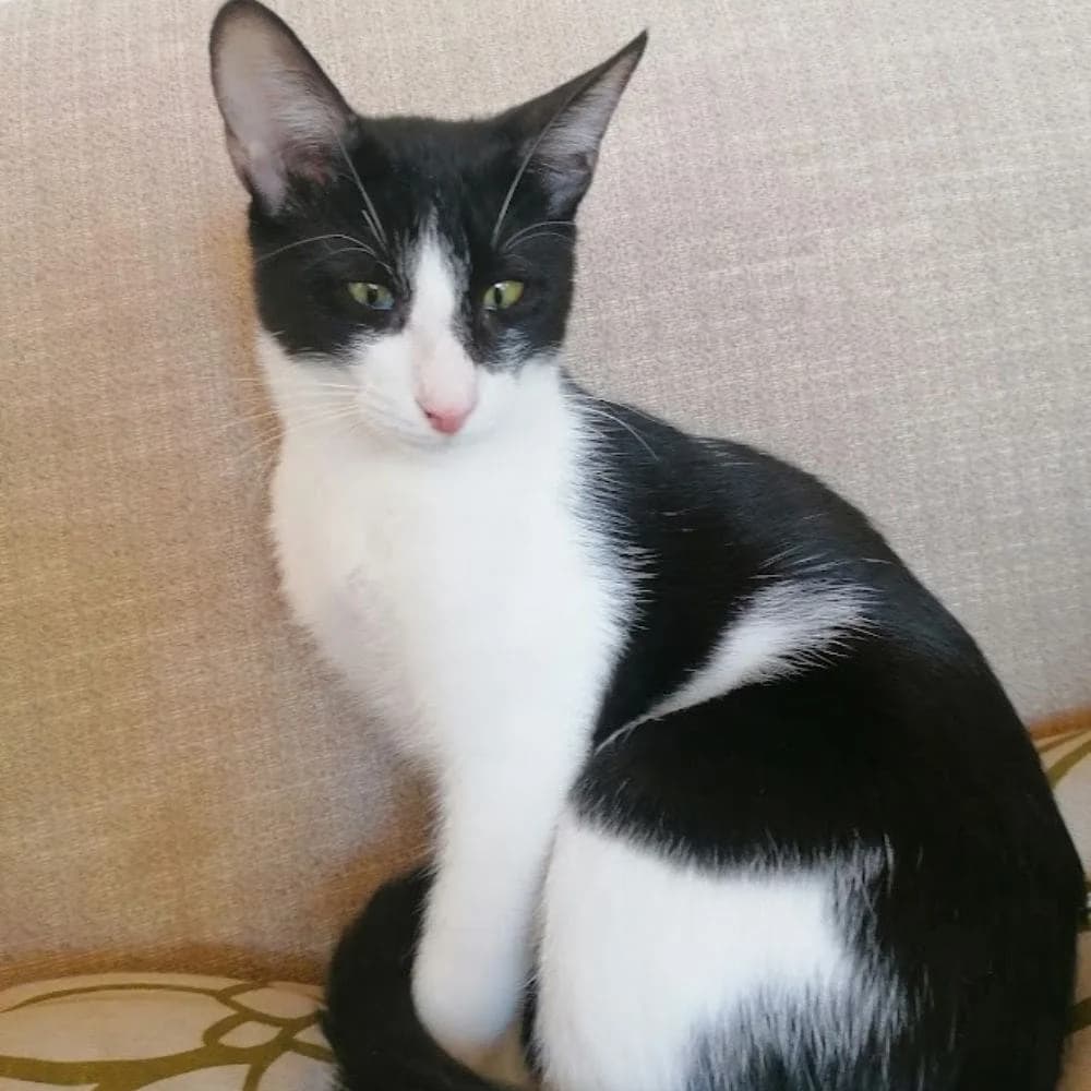 Bibi, Mixed Breed for adoption at Les Chachous de Chacha, les chachous de chacha