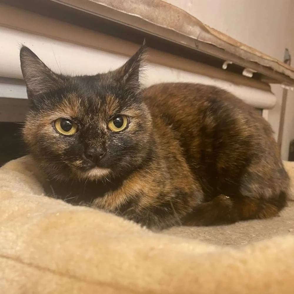 Bibou, Mixed Breed for adoption at Les Chachous de Chacha, les chachous de chacha