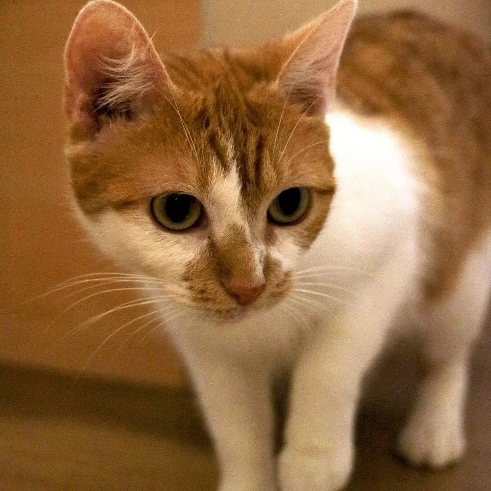 Bichette, Mixed Breed for adoption at Les Chachous de Chacha, les chachous de chacha