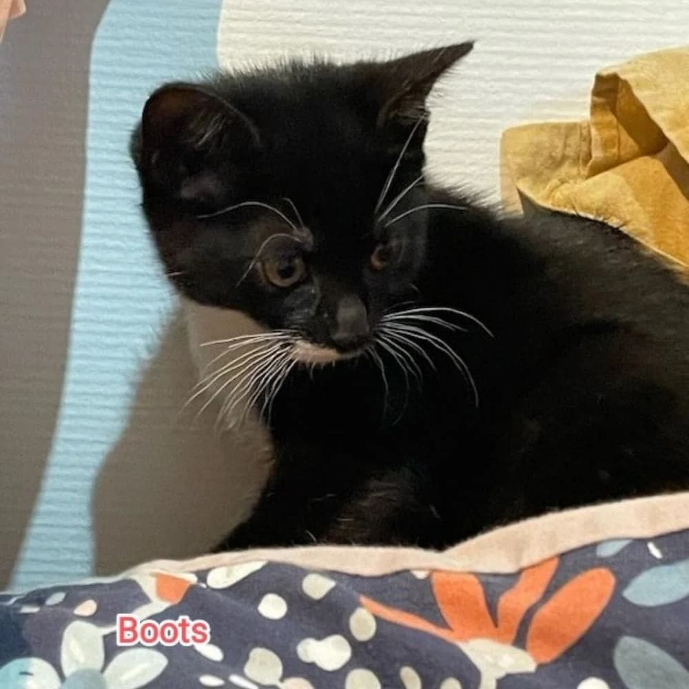 Boots, Mixed Breed for adoption at Les Chachous de Chacha, les chachous de chacha