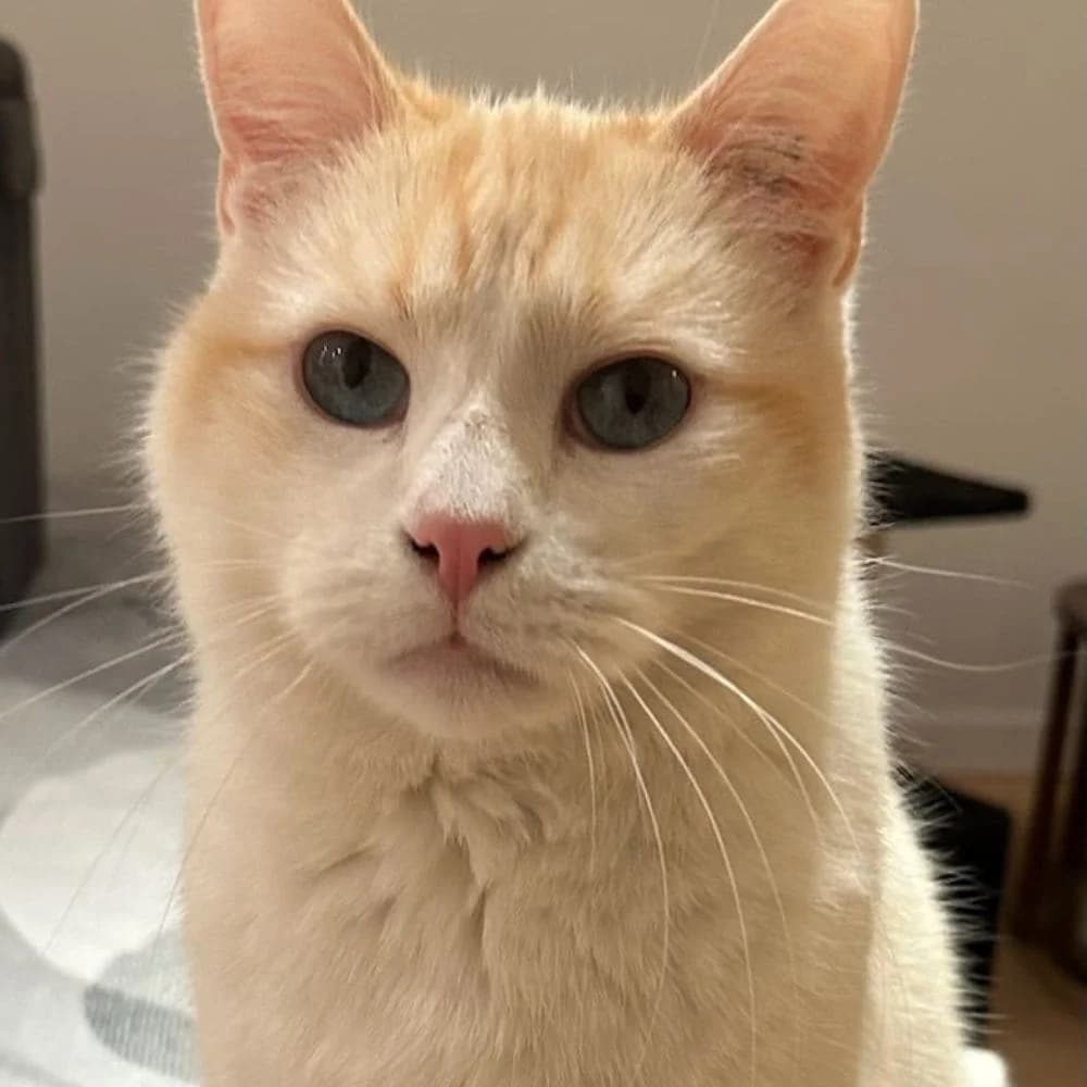 Bouba, Mixed Breed for adoption at Les Chachous de Chacha, les chachous de chacha
