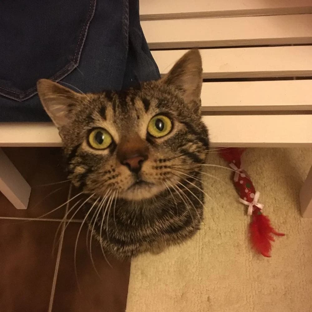 Boubouille, Mixed Breed for adoption at Les Chachous de Chacha, les chachous de chacha