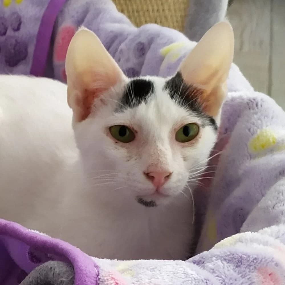 Bulle, 4yo Mixed Breed for adoption at Les Chachous de Chacha, les chachous de chacha