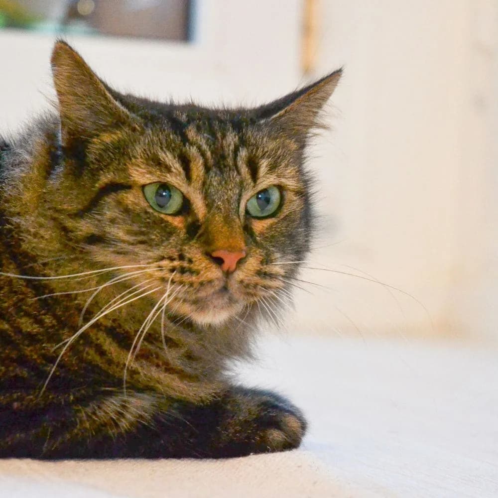 Câline, Mixed Breed for adoption at Les Chachous de Chacha, les chachous de chacha