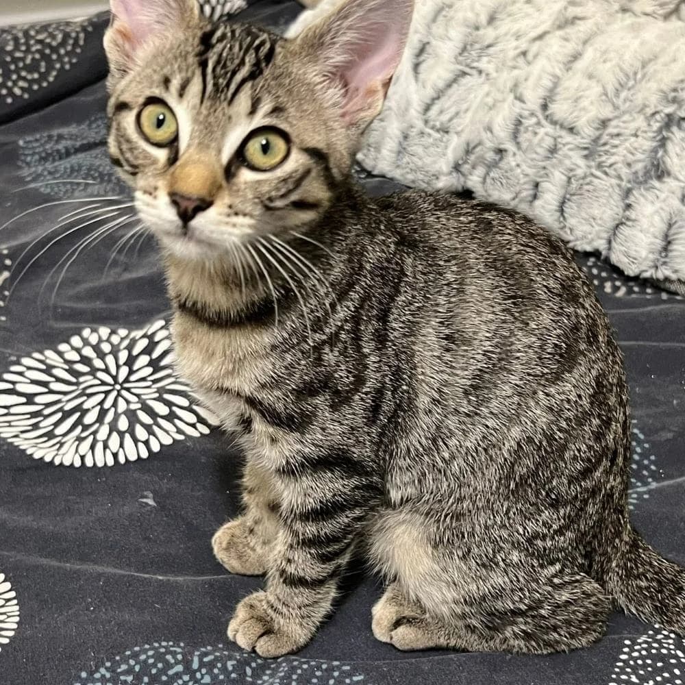 Capucine, Mixed Breed for adoption at Les Chachous de Chacha, les chachous de chacha