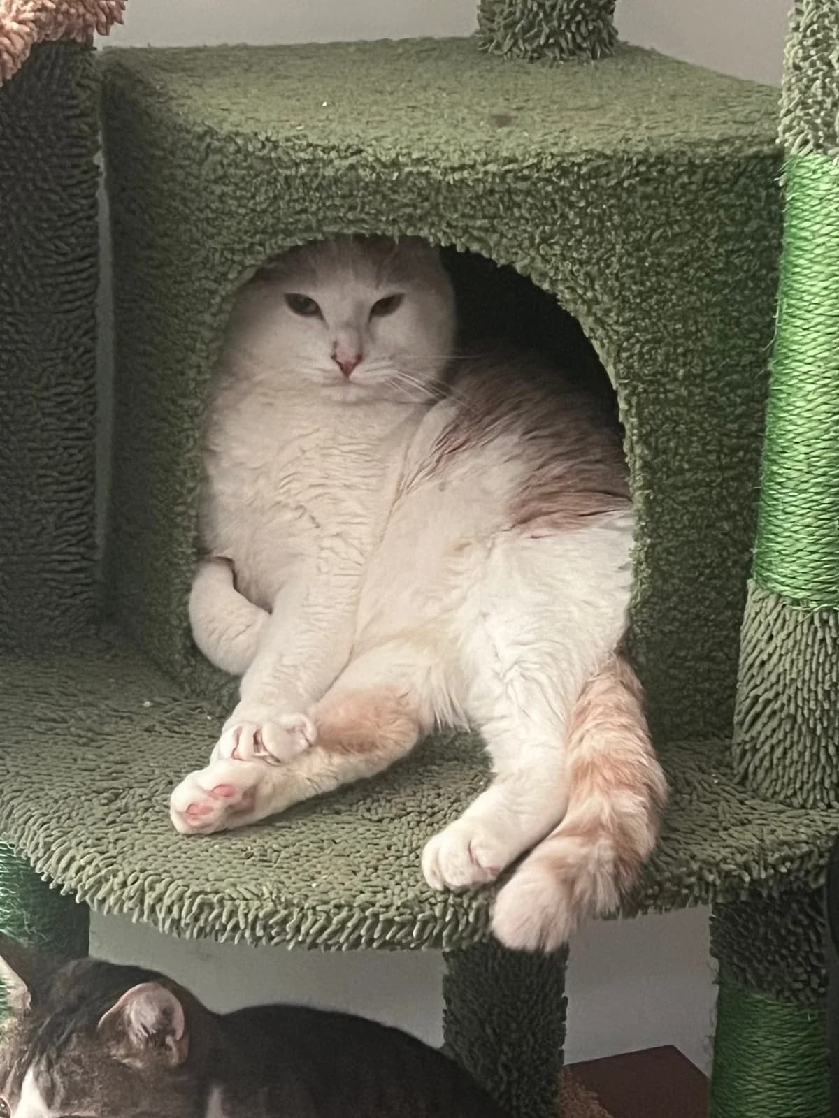 Caramel, Mixed Breed for adoption at Les Chachous de Chacha, les chachous de chacha
