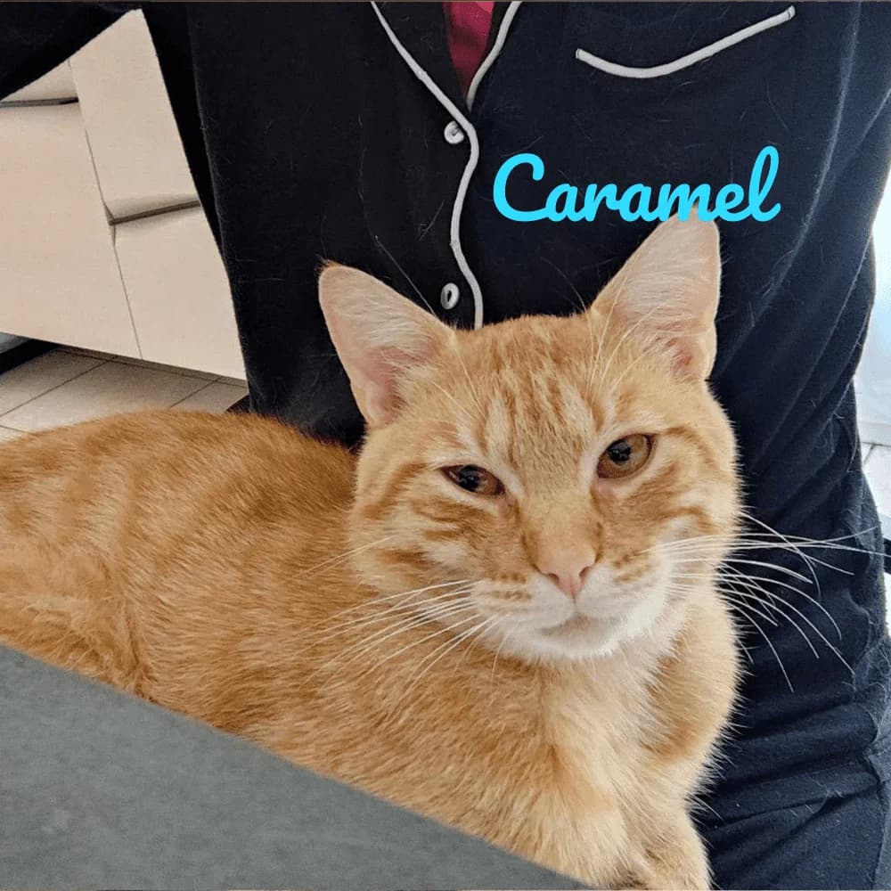 Caramel, Mixed Breed for adoption at Les Chachous de Chacha, les chachous de chacha