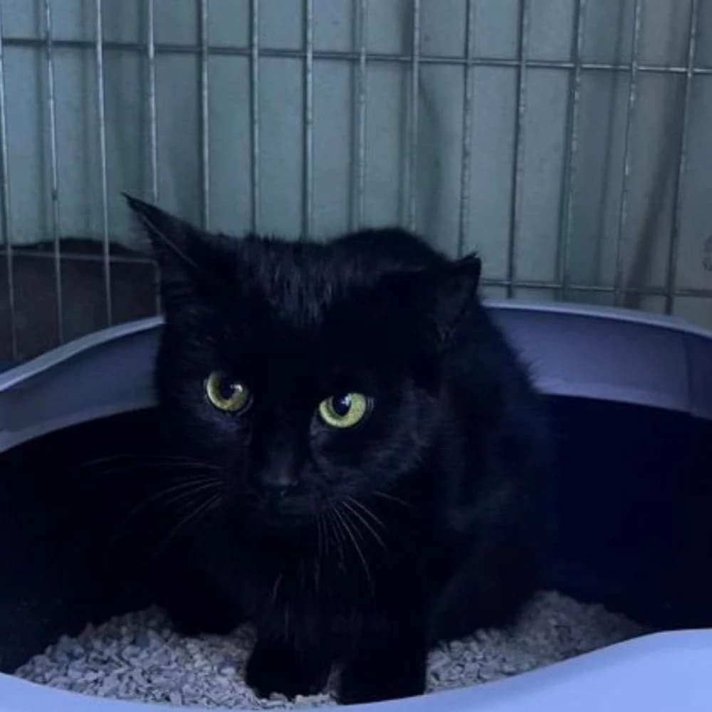 Cassis, Mixed Breed for adoption at Les Chachous de Chacha, les chachous de chacha