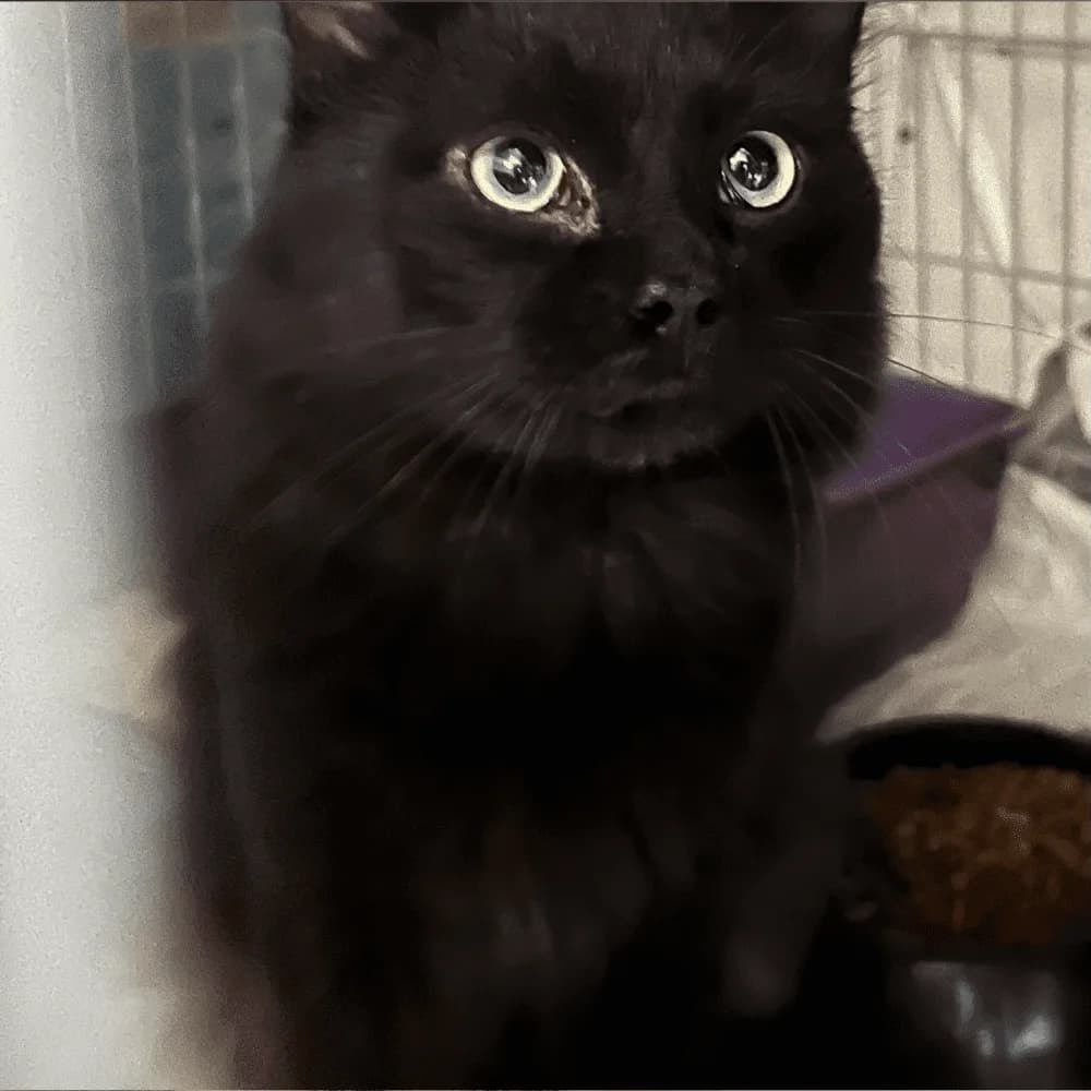 Chamour, Mixed Breed for adoption at Les Chachous de Chacha, les chachous de chacha
